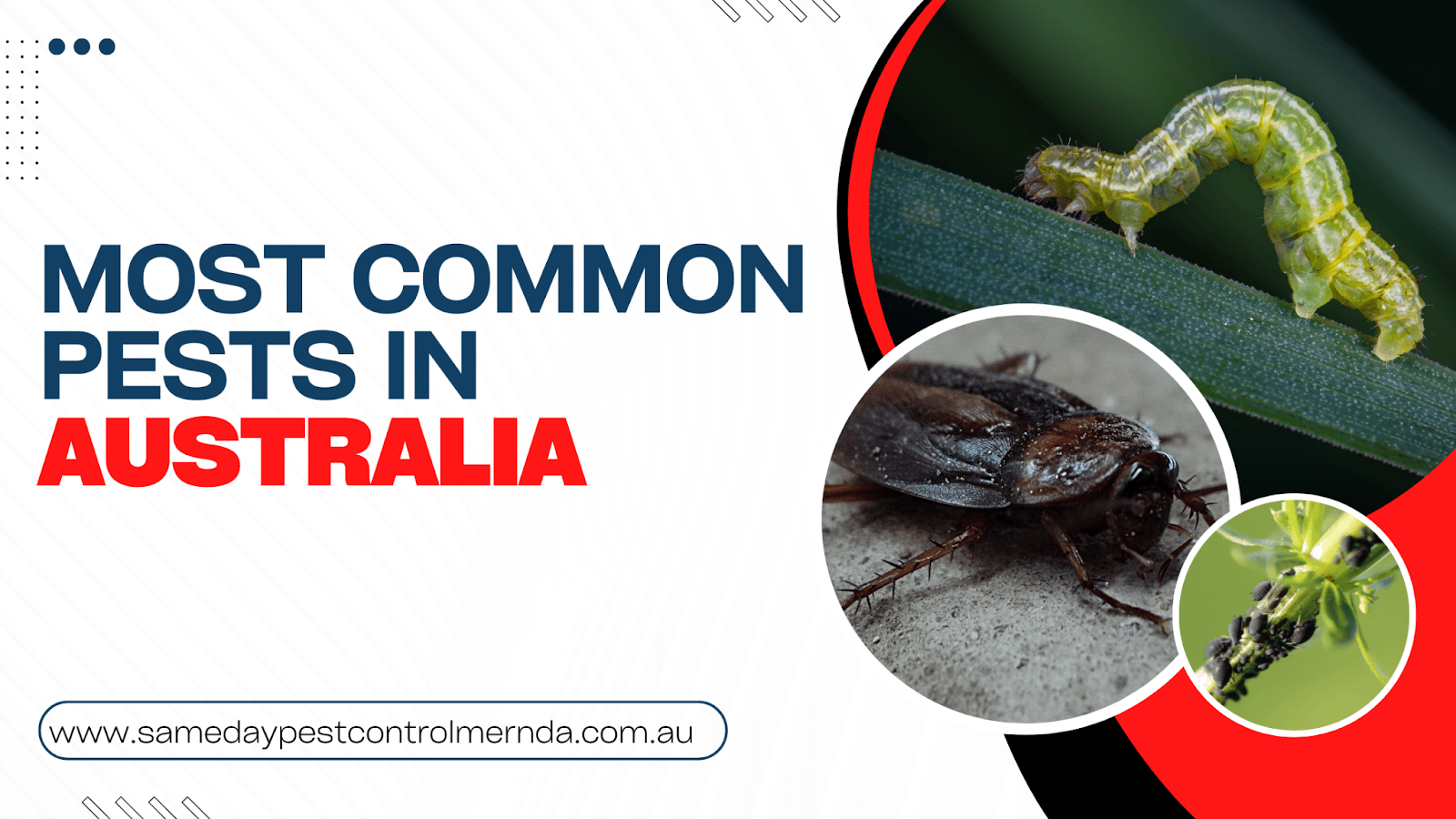 Top 20 Most Common Pests in Australia