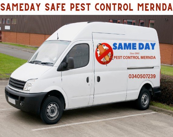 Pest Control  Mernda Services