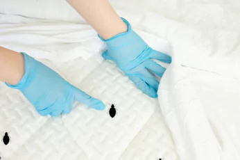Bedbug Control Mernda