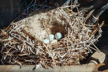 Bird Nest Removal Mernda