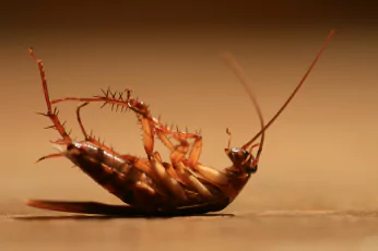Cockroach Control Mernda