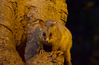 Possum Removal Mernda