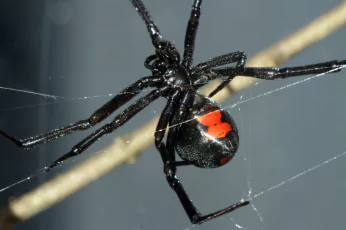 Spider Control Mernda