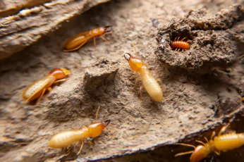 Termite Control Mernda
